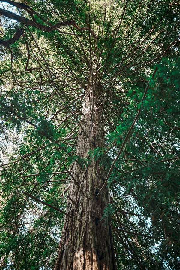 Administrateur de bases de données : un poste crucial au sein d'une entreprise